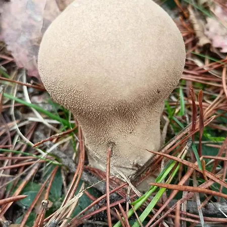 Daire Klodnia 1 Rytel