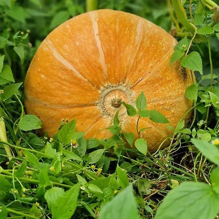 Daire Klodnia 1 Rytel