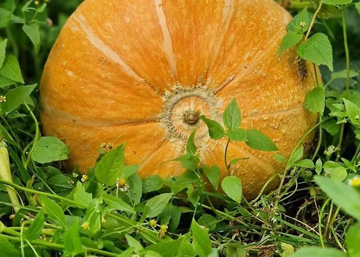 Apartamento Klodnia 1 Rytel